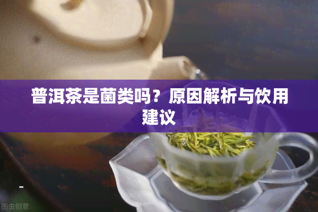 普洱茶是菌类吗？原因解析与饮用建议