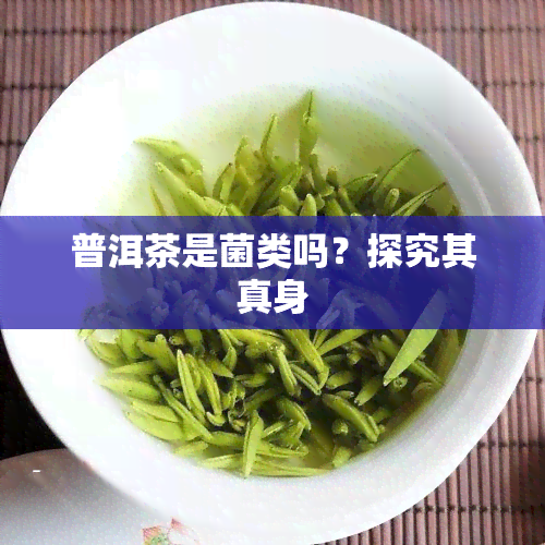 普洱茶是菌类吗？探究其真身