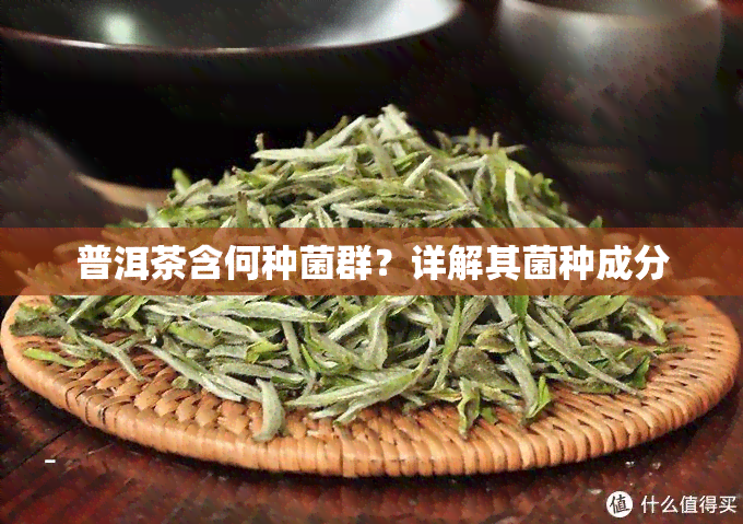 普洱茶含何种菌群？详解其菌种成分