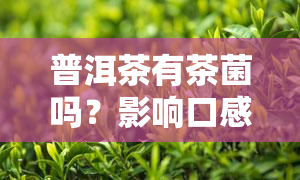 普洱茶有茶菌吗？影响口感与健吗？百度百科告诉你