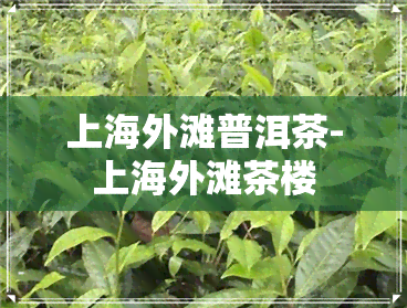 上海外滩普洱茶-上海外滩茶楼