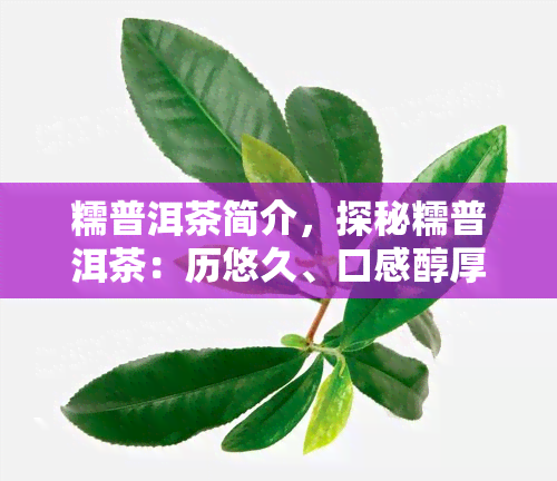 糯普洱茶简介，探秘糯普洱茶：历悠久、口感醇厚的云南特色茶品