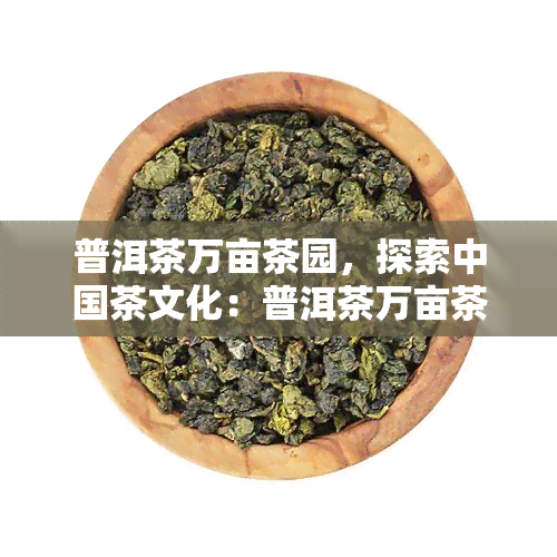 普洱茶万亩茶园，探索中国茶文化：普洱茶万亩茶园的魅力与奥秘