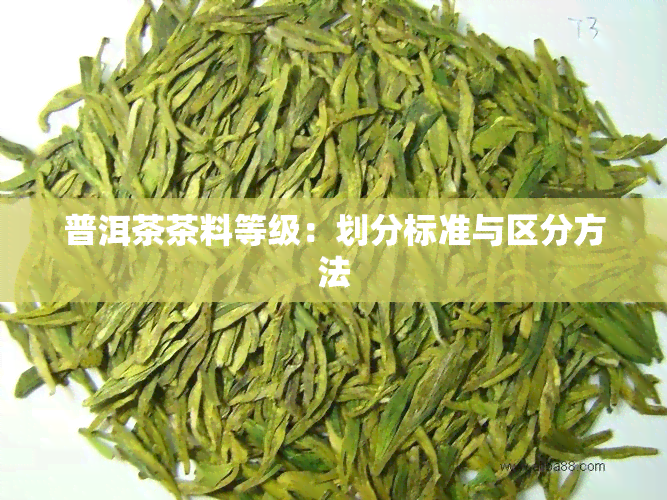 普洱茶茶料等级：划分标准与区分方法