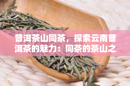 普洱茶山同茶，探索云南普洱茶的魅力：同茶的茶山之旅