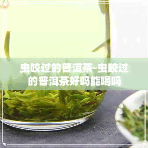 虫咬过的普洱茶-虫咬过的普洱茶好吗能喝吗