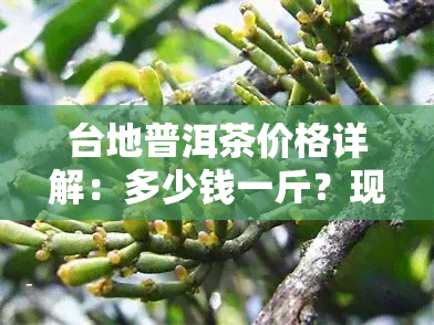 台地普洱茶价格详解：多少钱一斤？现在市场行情如何？