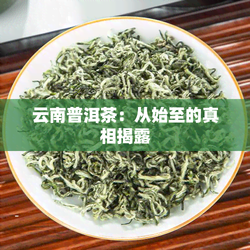 云南普洱茶：从始至的真相揭露