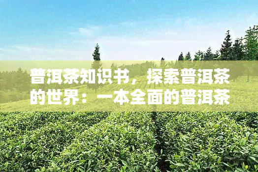 普洱茶知识书，探索普洱茶的世界：一本全面的普洱茶知识书