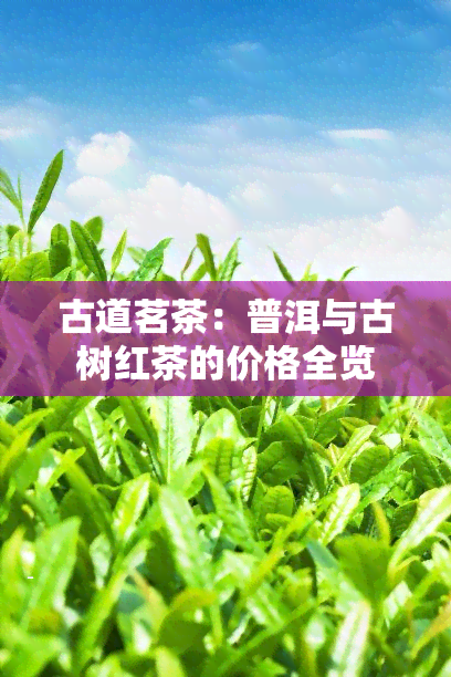 古道茗茶：普洱与古树红茶的价格全览