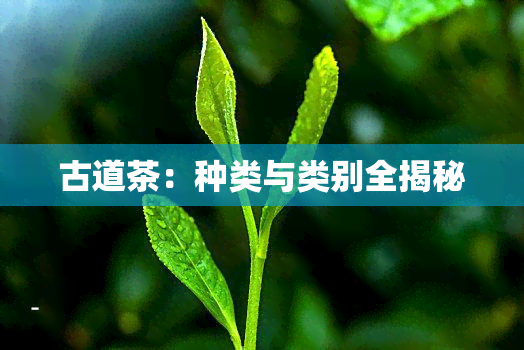 古道茶：种类与类别全揭秘