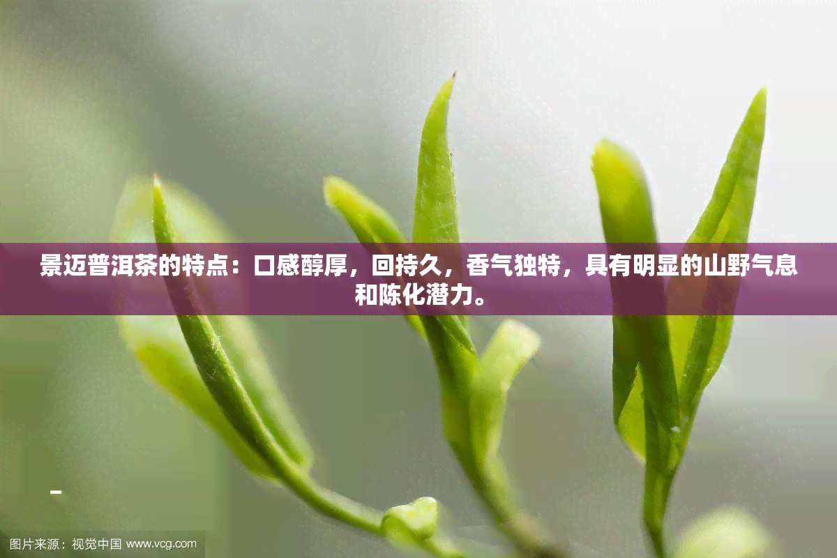 景迈普洱茶的特点：口感醇厚，回持久，香气独特，具有明显的山野气息和陈化潜力。