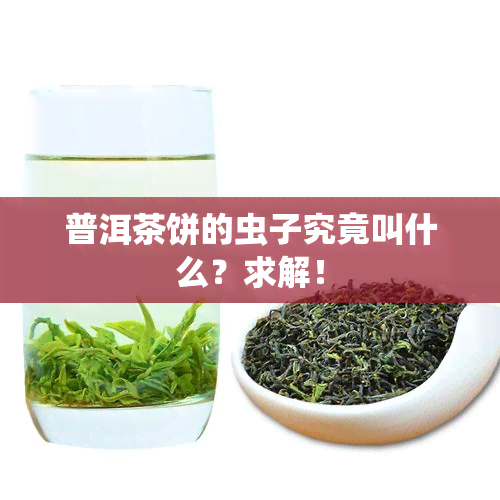 普洱茶饼的虫子究竟叫什么？求解！