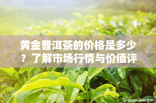 黄金普洱茶的价格是多少？了解市场行情与价值评估