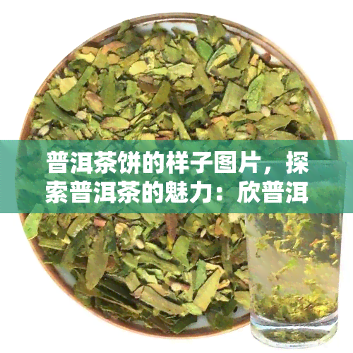 普洱茶饼的样子图片，探索普洱茶的魅力：欣普洱茶饼的美丽样子图片