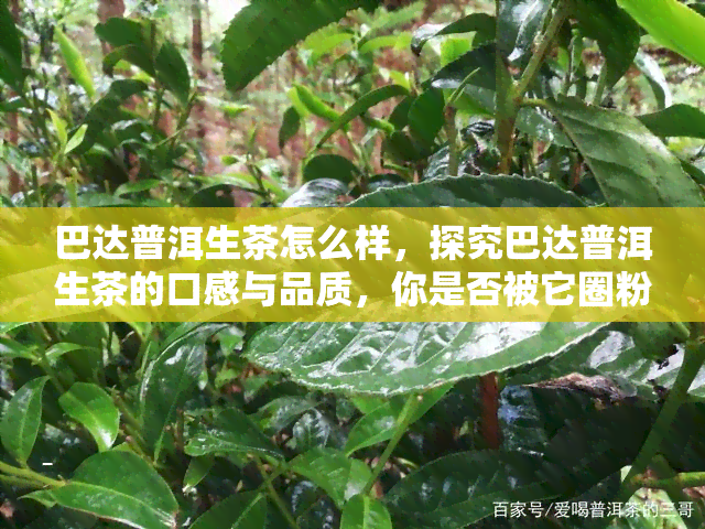 巴达普洱生茶怎么样，探究巴达普洱生茶的口感与品质，你是否被它圈粉？