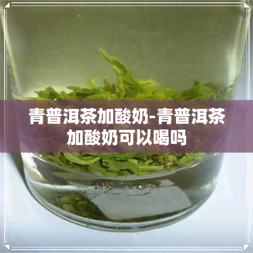 青普洱茶加酸奶-青普洱茶加酸奶可以喝吗