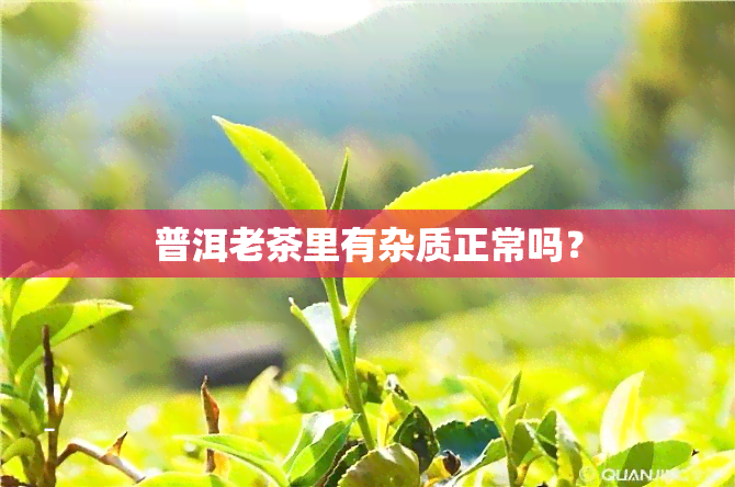 普洱老茶里有杂质正常吗？