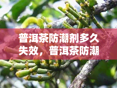 普洱茶防潮剂多久失效，普洱茶防潮剂的保质期：多久会失效？