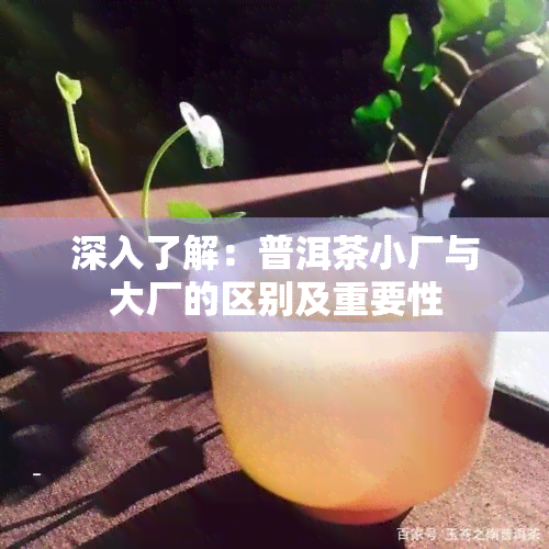 深入了解：普洱茶小厂与大厂的区别及重要性