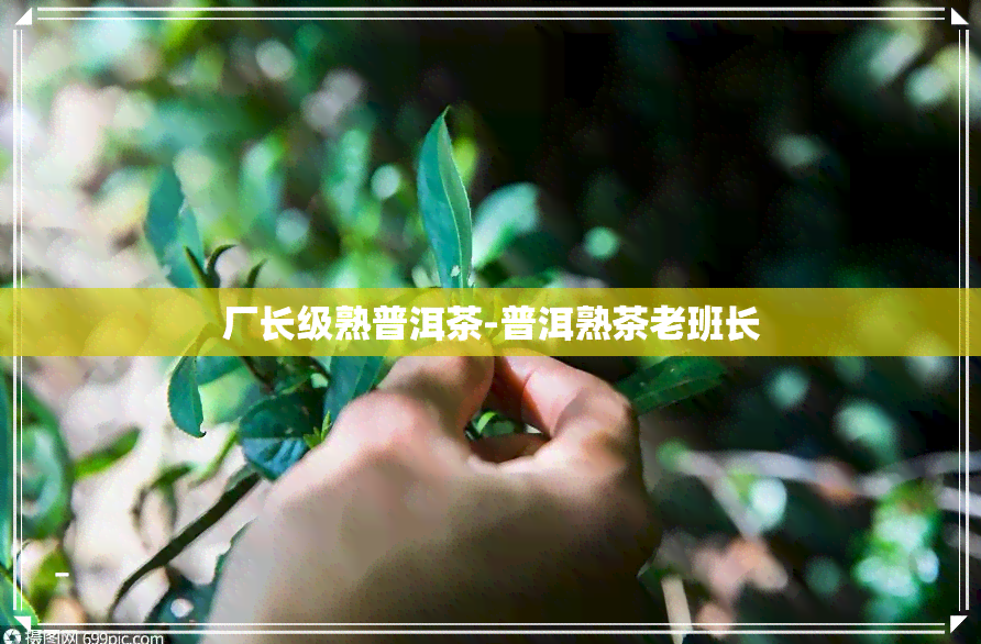 厂长级熟普洱茶-普洱熟茶老班长