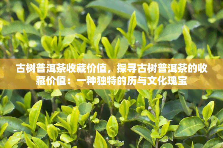 古树普洱茶收藏价值，探寻古树普洱茶的收藏价值：一种独特的历与文化瑰宝