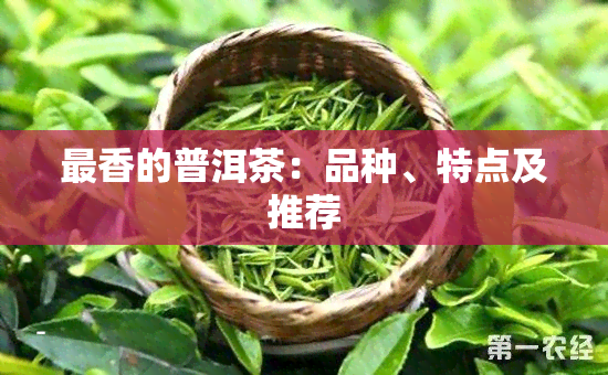 最香的普洱茶：品种、特点及推荐
