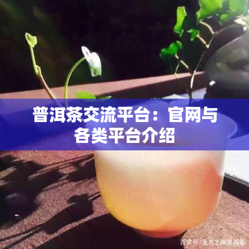 普洱茶交流平台：官网与各类平台介绍