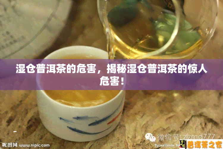 湿仓普洱茶的危害，揭秘湿仓普洱茶的惊人危害！