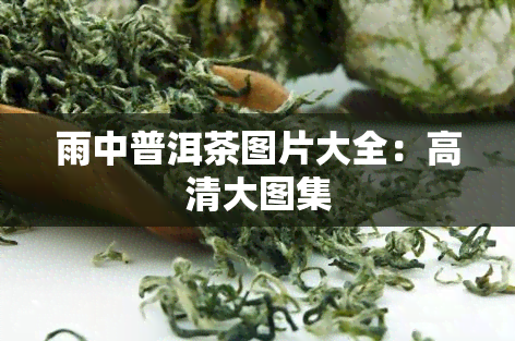 雨中普洱茶图片大全：高清大图集