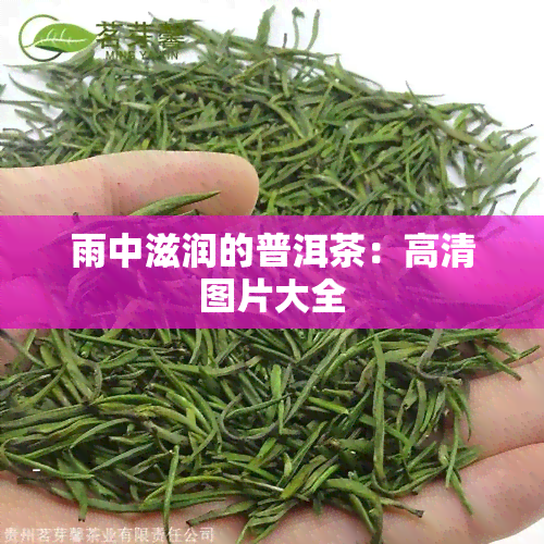 雨中滋润的普洱茶：高清图片大全