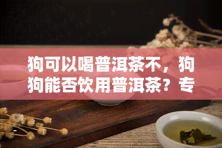 狗可以喝普洱茶不，狗狗能否饮用普洱茶？专家解析