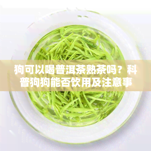 狗可以喝普洱茶熟茶吗？科普狗狗能否饮用及注意事