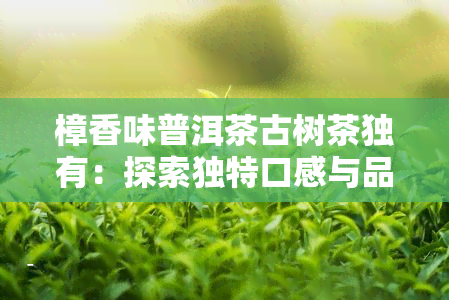 樟香味普洱茶古树茶独有：探索独特口感与品种