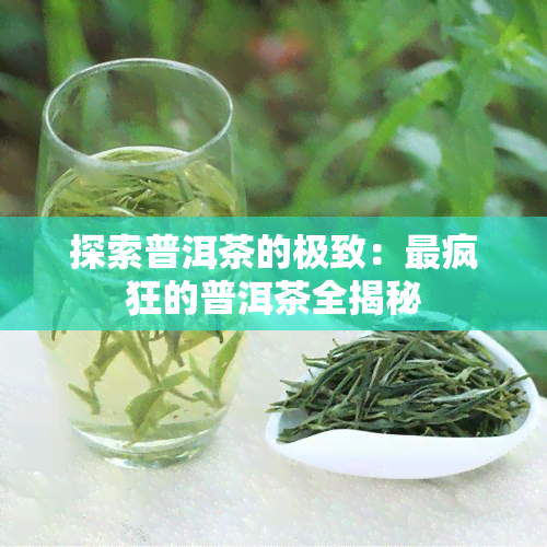 探索普洱茶的极致：最疯狂的普洱茶全揭秘