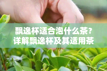 飘逸杯适合泡什么茶？详解飘逸杯及其适用茶叶