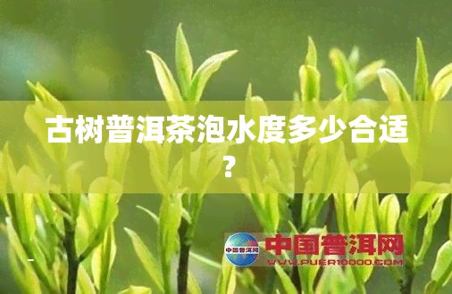 古树普洱茶泡水度多少合适？