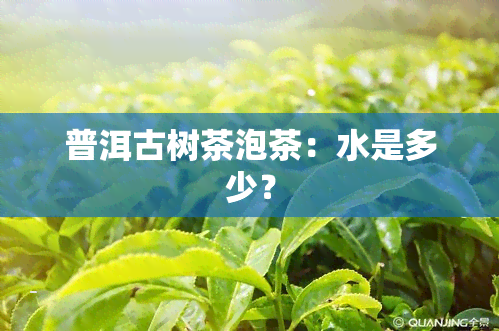 普洱古树茶泡茶：水是多少？