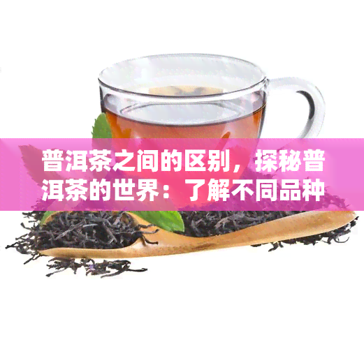 普洱茶之间的区别，探秘普洱茶的世界：了解不同品种间的区别