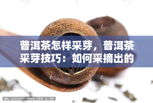 普洱茶怎样采芽，普洱茶采芽技巧：如何采摘出的茶叶？