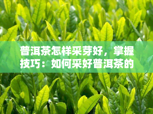 普洱茶怎样采芽好，掌握技巧：如何采好普洱茶的芽头？