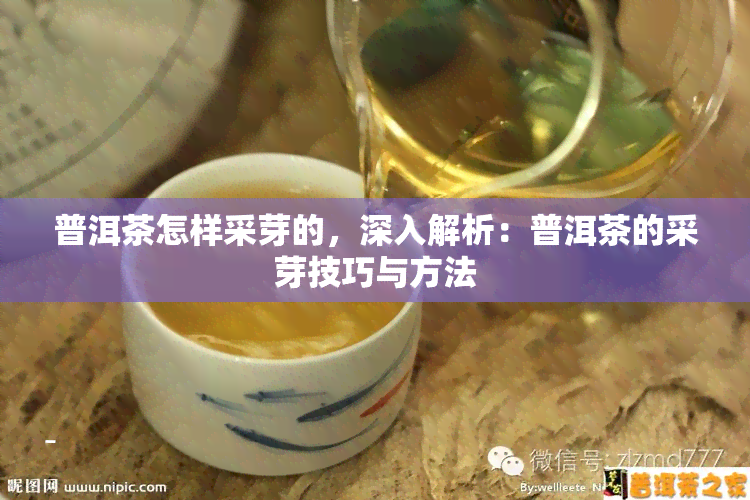 普洱茶怎样采芽的，深入解析：普洱茶的采芽技巧与方法