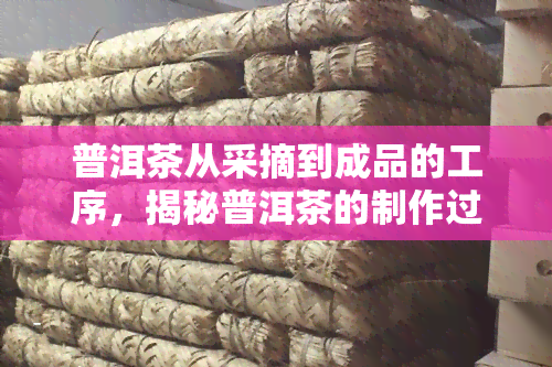 普洱茶从采摘到成品的工序，揭秘普洱茶的制作过程：从采摘到成品的完整工序