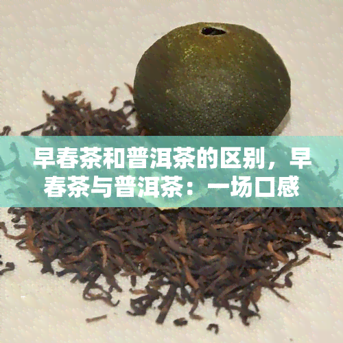 早春茶和普洱茶的区别，早春茶与普洱茶：一场口感与文化的碰撞