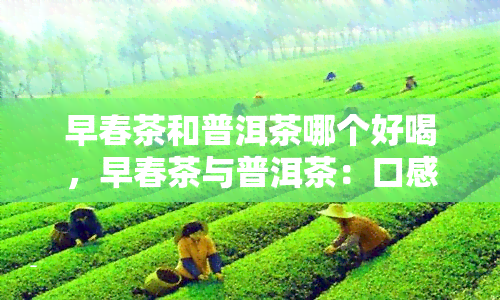 早春茶和普洱茶哪个好喝，早春茶与普洱茶：口感大比拼，谁更胜一筹？