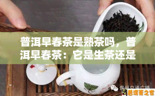 普洱早春茶是熟茶吗，普洱早春茶：它是生茶还是熟茶？