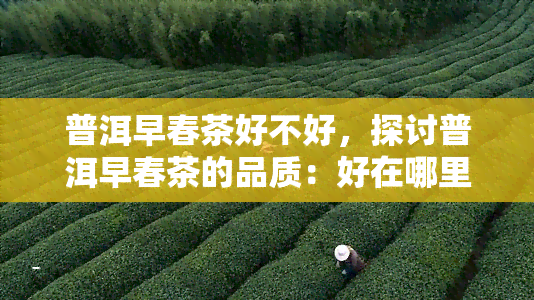 普洱早春茶好不好，探讨普洱早春茶的品质：好在哪里？