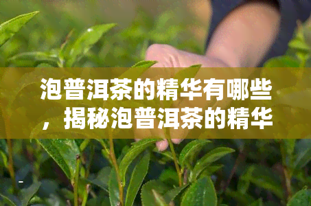 泡普洱茶的精华有哪些，揭秘泡普洱茶的精华：你不可不知的关键步骤和技巧