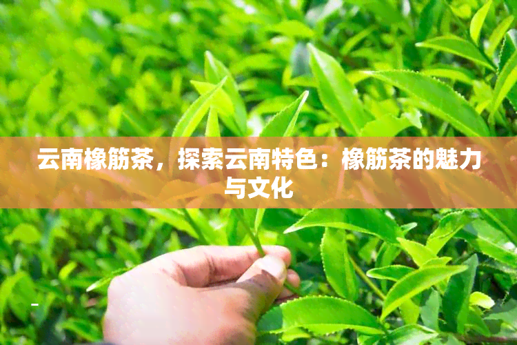 云南橡筋茶，探索云南特色：橡筋茶的魅力与文化