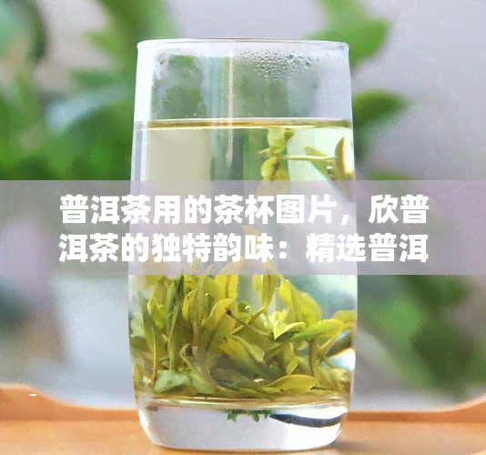 普洱茶用的茶杯图片，欣普洱茶的独特韵味：精选普洱茶用茶杯图片